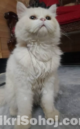 Persian male cat